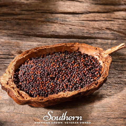 Black Mustard – 500 Seeds, additional product view 2