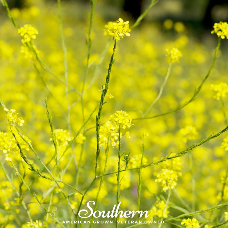 Load image into Gallery viewer, Black Mustard – 500 Seeds
