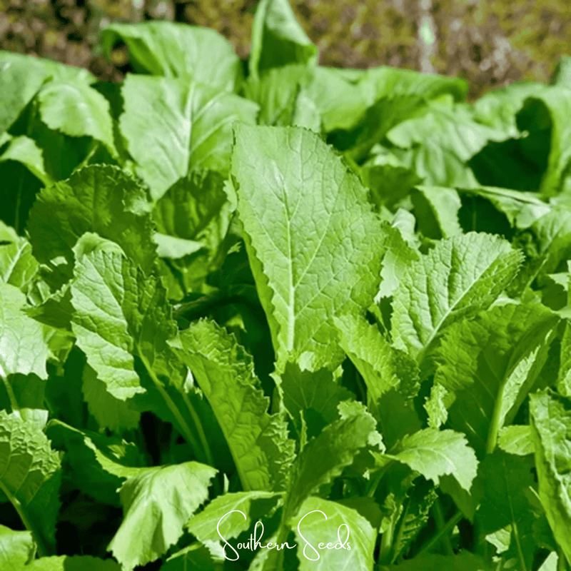 Load image into Gallery viewer, Florida Broadleaf Mustard – 250 Seeds
