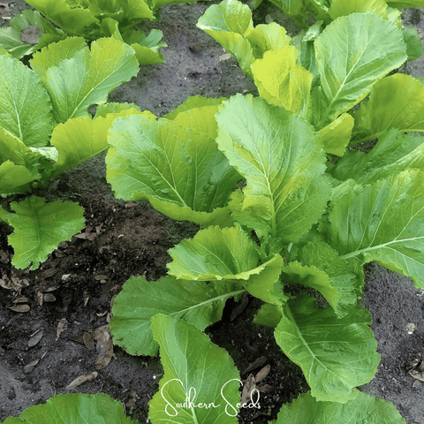 Florida Broadleaf Mustard 250 Seeds