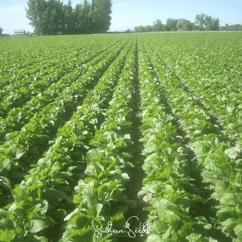Load image into Gallery viewer, Florida Broadleaf Mustard – 250 Seeds
