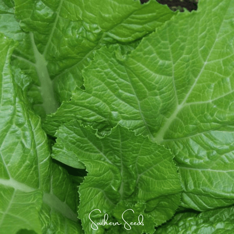 Florida Broadleaf Mustard – 250 Seeds, additional product view 2