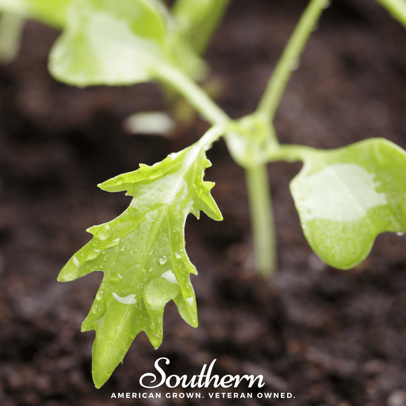 Load image into Gallery viewer, Mizuna Early Mustard – 100 Seeds
