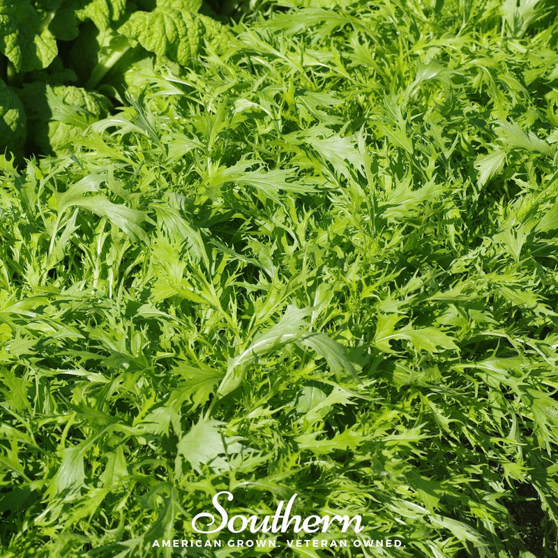 Load image into Gallery viewer, Mizuna Early Mustard – 100 Seeds
