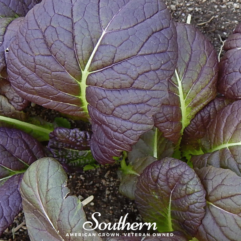 Load image into Gallery viewer, Osaka Purple Mustard – 100 Seeds
