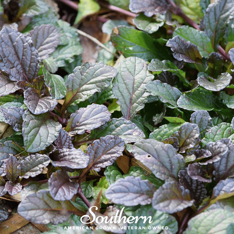 Osaka Purple Mustard – 100 Seeds, additional product view 2