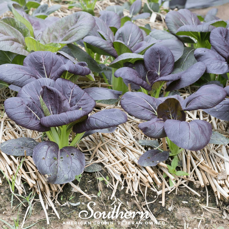 Load image into Gallery viewer, Osaka Purple Mustard – 100 Seeds
