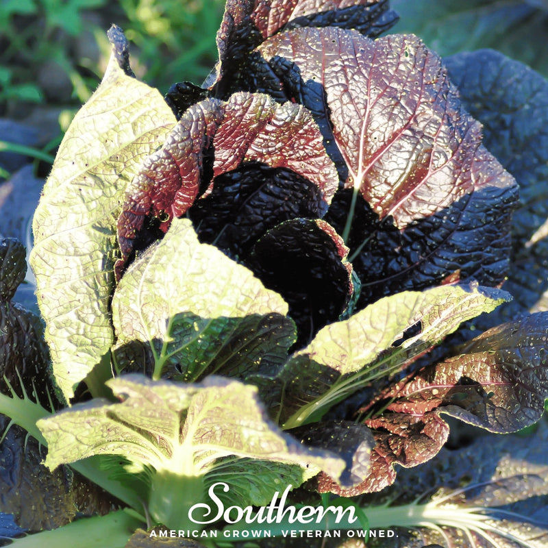 Load image into Gallery viewer, Red Giant Mustard – 100 Seeds
