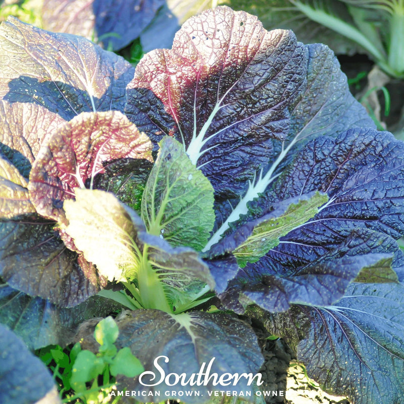 Load image into Gallery viewer, Red Giant Mustard – 100 Seeds
