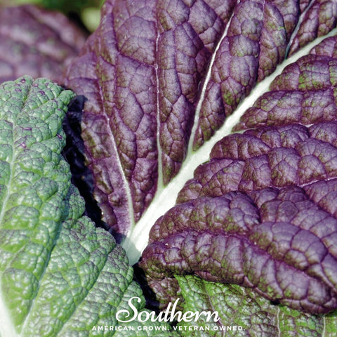 Red Giant Mustard – 100 Seeds, additional product view 2