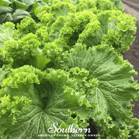 Southern Giant Mustard – 250 Seeds, additional product view 2