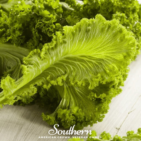 Southern Giant Mustard 250 Seeds