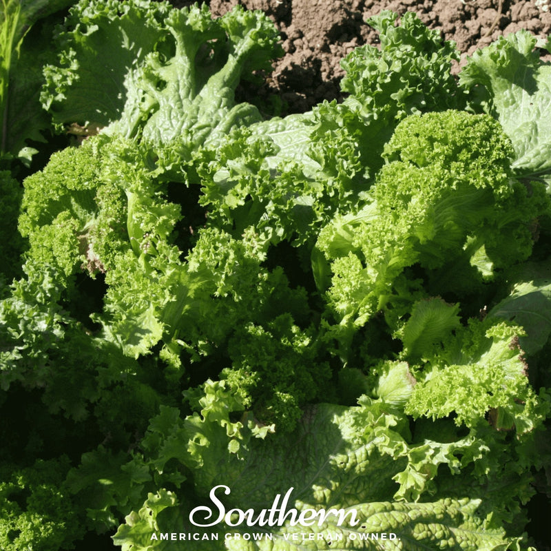 Load image into Gallery viewer, Southern Giant Mustard – 250 Seeds

