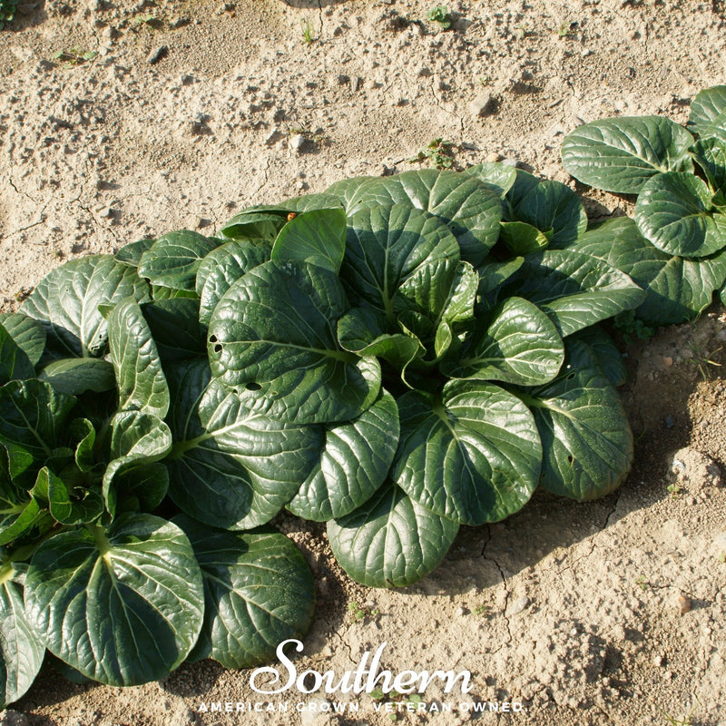 Load image into Gallery viewer, Tatsoi Mustard – 100 Seeds
