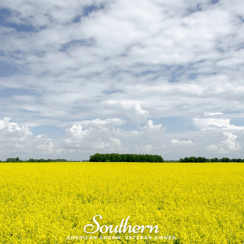 Load image into Gallery viewer, Yellow Mustard – 200 Seeds
