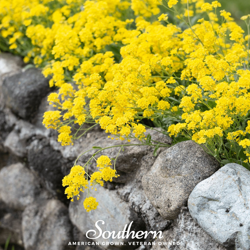 Load image into Gallery viewer, Yellow Mustard – 200 Seeds
