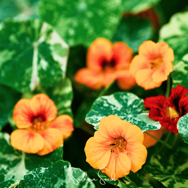 Load image into Gallery viewer, Alaska Mix Nasturtium – 25 Seeds
