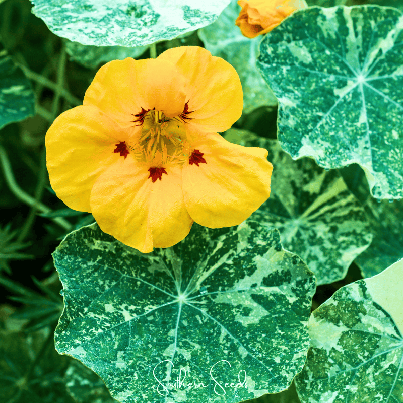Load image into Gallery viewer, Alaska Mix Nasturtium – 25 Seeds
