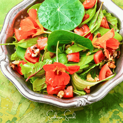 Alaska Mix Nasturtium – 25 Seeds, additional product view 2