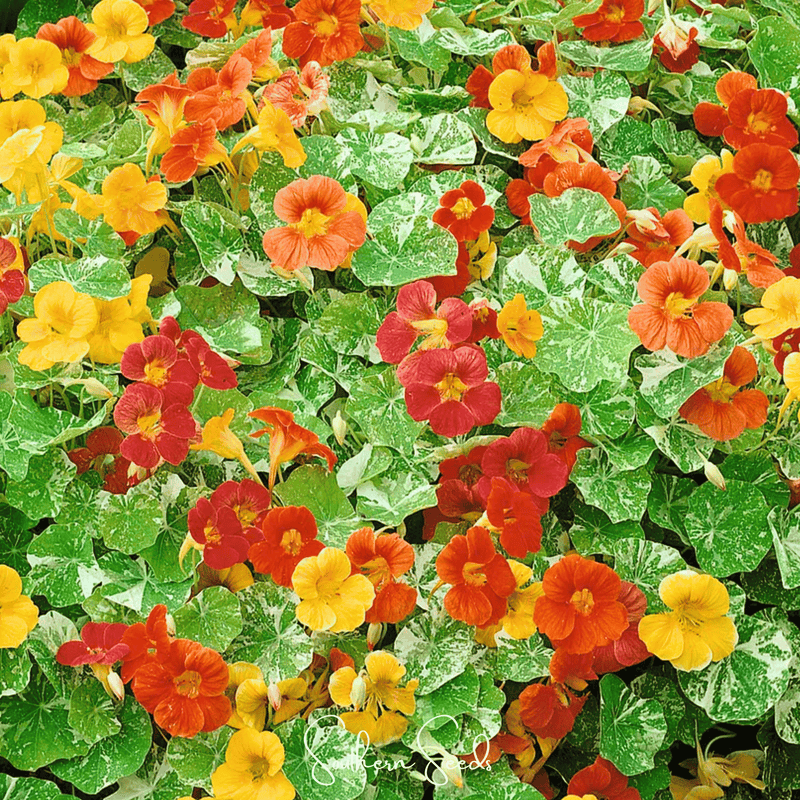 Load image into Gallery viewer, Alaska Mix Nasturtium – 25 Seeds
