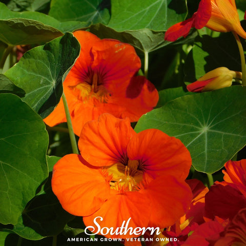 Empress of India Nasturtium 25 Seeds