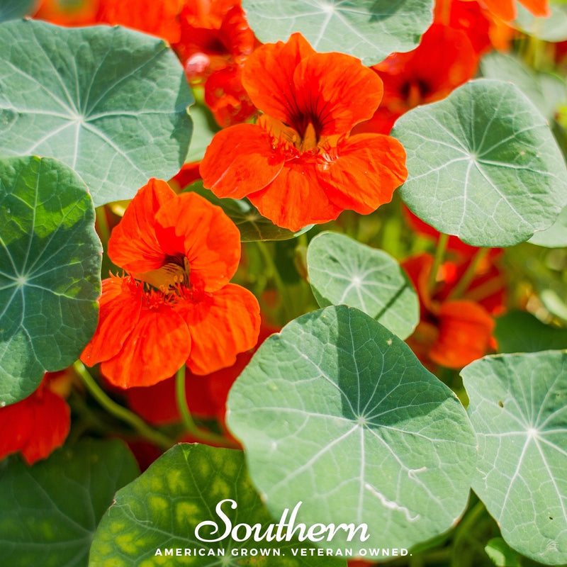 Load image into Gallery viewer, Empress of India Nasturtium – 25 Seeds
