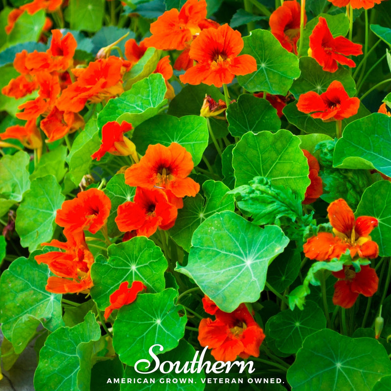 Load image into Gallery viewer, Empress of India Nasturtium – 25 Seeds
