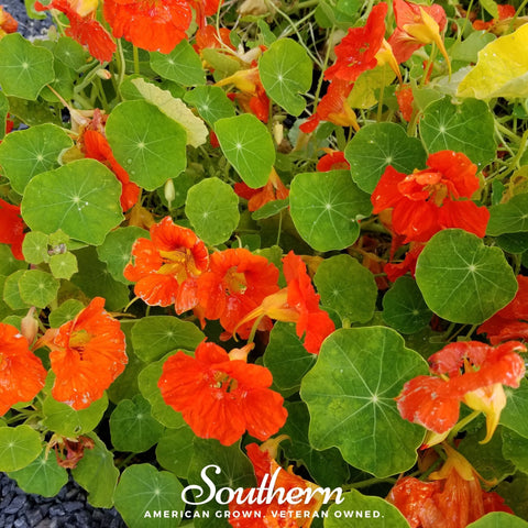 Empress of India Nasturtium – 25 Seeds, additional product view 2