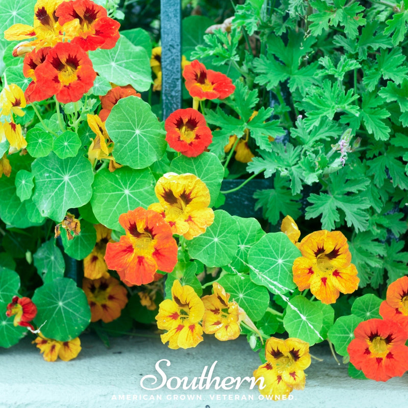 Load image into Gallery viewer, Jewel Nasturtium Mix – 25 Seeds
