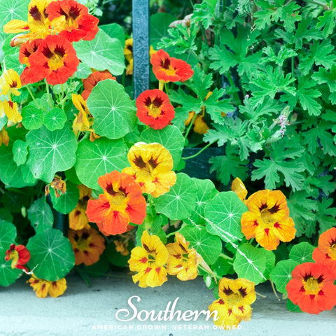 Jewel Nasturtium Mix 25 Seeds