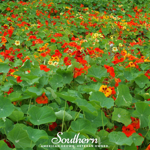 Jewel Nasturtium Mix – 25 Seeds, additional product view 2