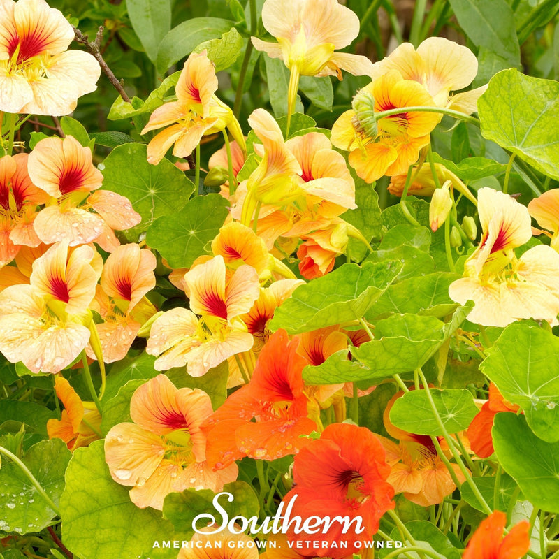 Load image into Gallery viewer, Jewel Nasturtium Mix – 25 Seeds
