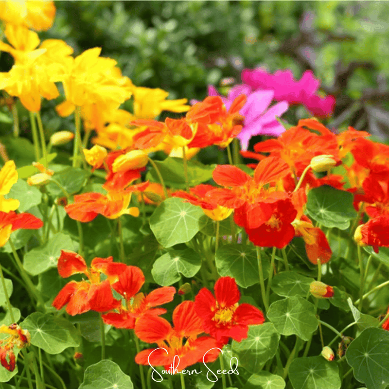 Load image into Gallery viewer, Tom Thumb Dwarf Nasturtium – 25 Seeds
