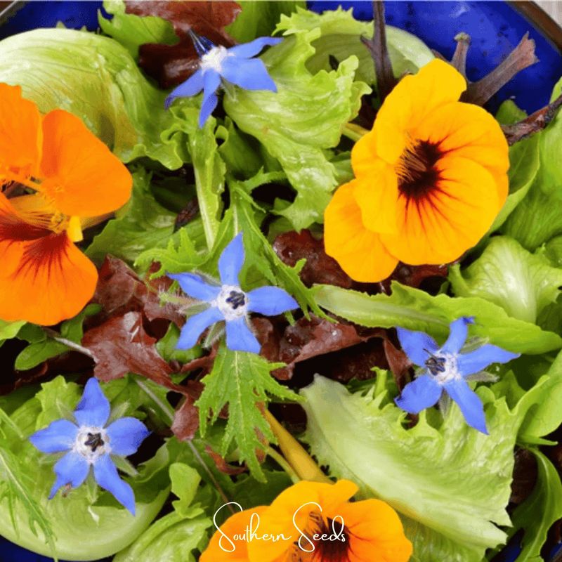 Load image into Gallery viewer, Tom Thumb Dwarf Nasturtium – 25 Seeds
