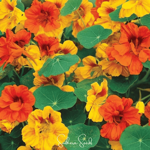 Tom Thumb Dwarf Nasturtium 25 Seeds