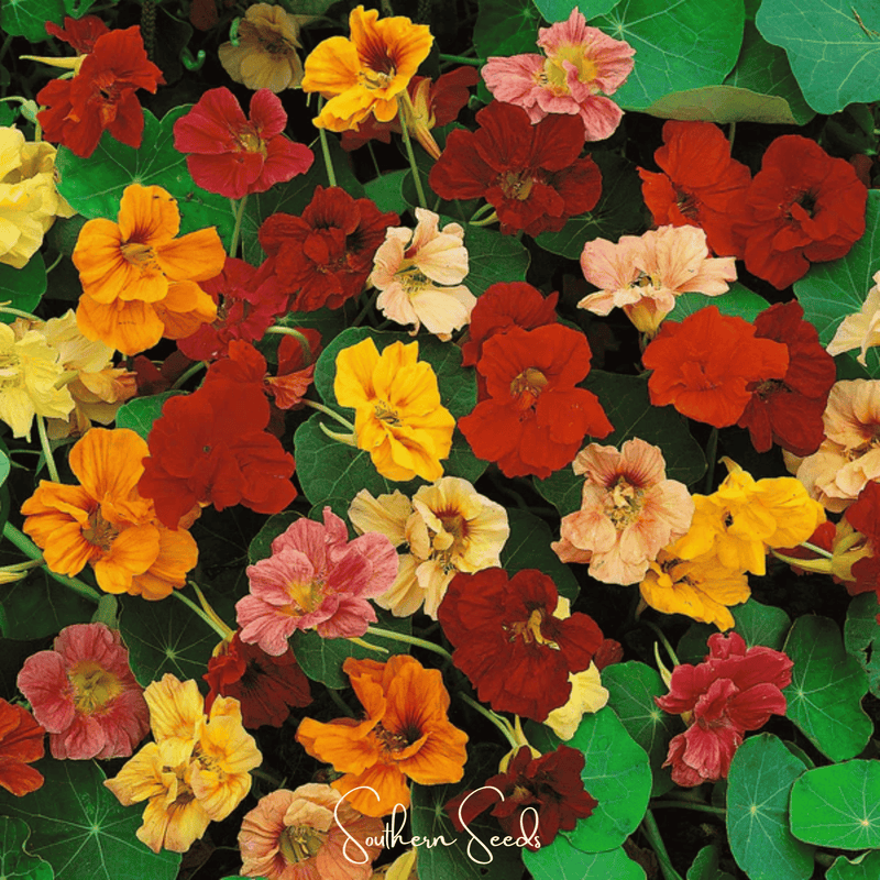 Load image into Gallery viewer, Tom Thumb Dwarf Nasturtium – 25 Seeds
