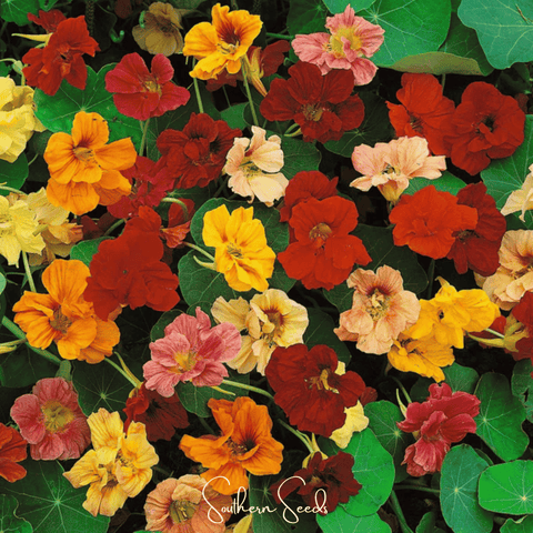 Tom Thumb Dwarf Nasturtium – 25 Seeds, additional product view 2