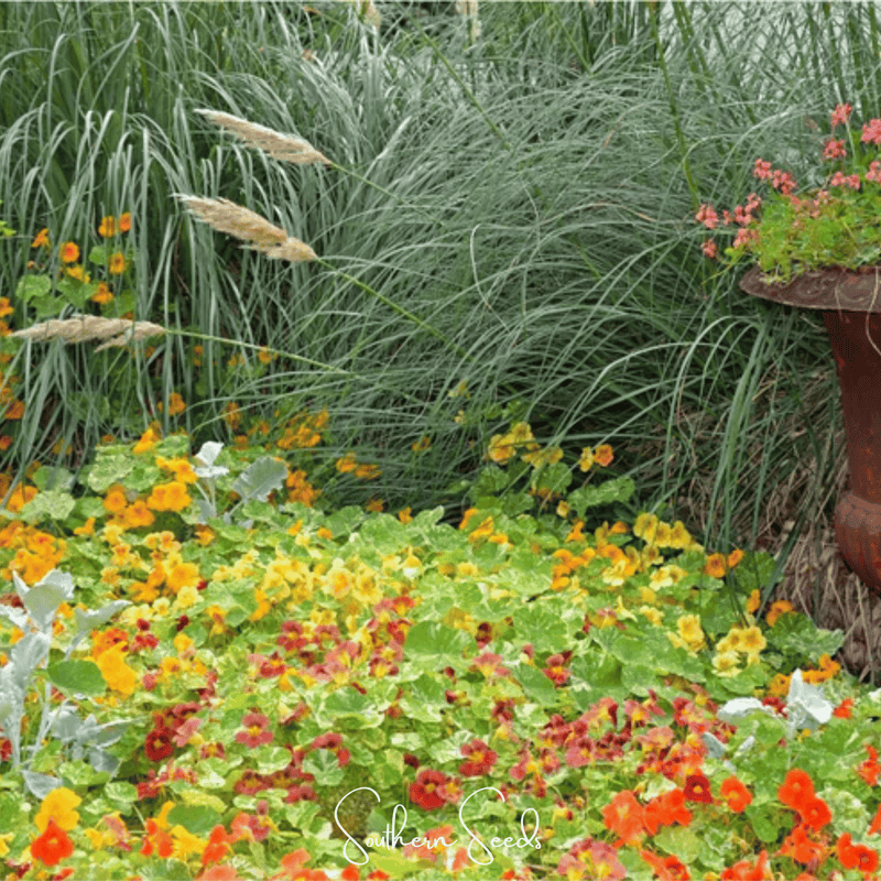 Load image into Gallery viewer, Tom Thumb Dwarf Nasturtium – 25 Seeds
