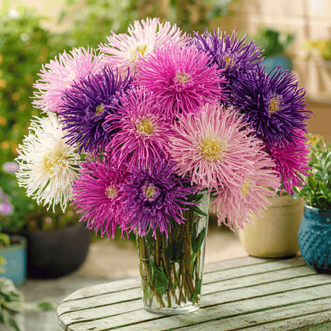 Needle Mix Aster – 50 Seeds, additional product view 2