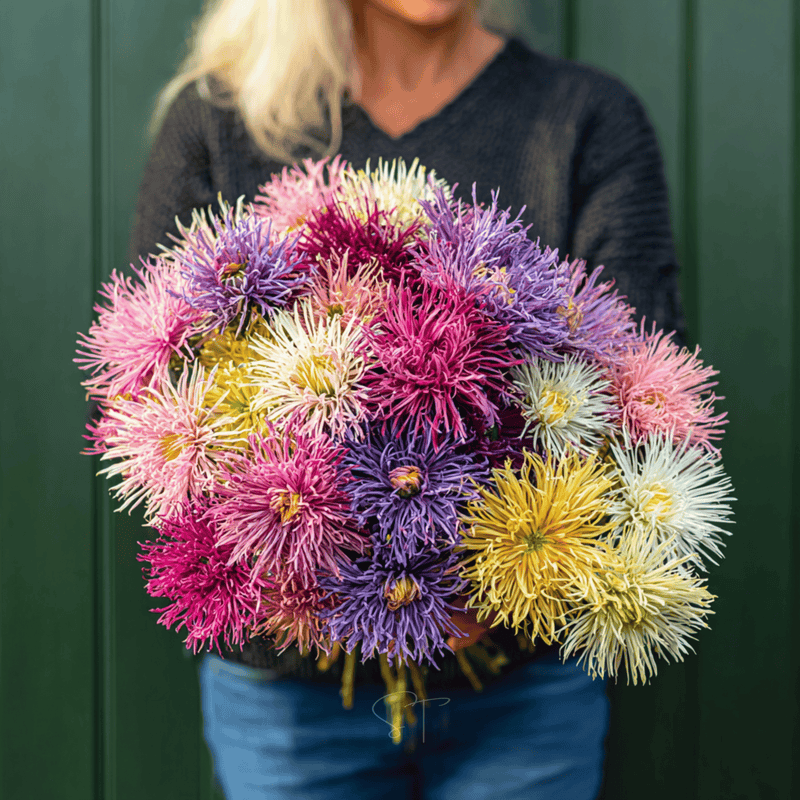 Load image into Gallery viewer, Needle Mix Aster – 50 Seeds
