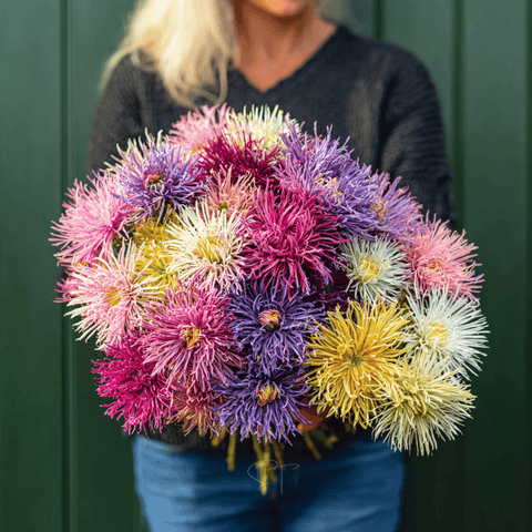 Needle Mix Aster 50 Seeds