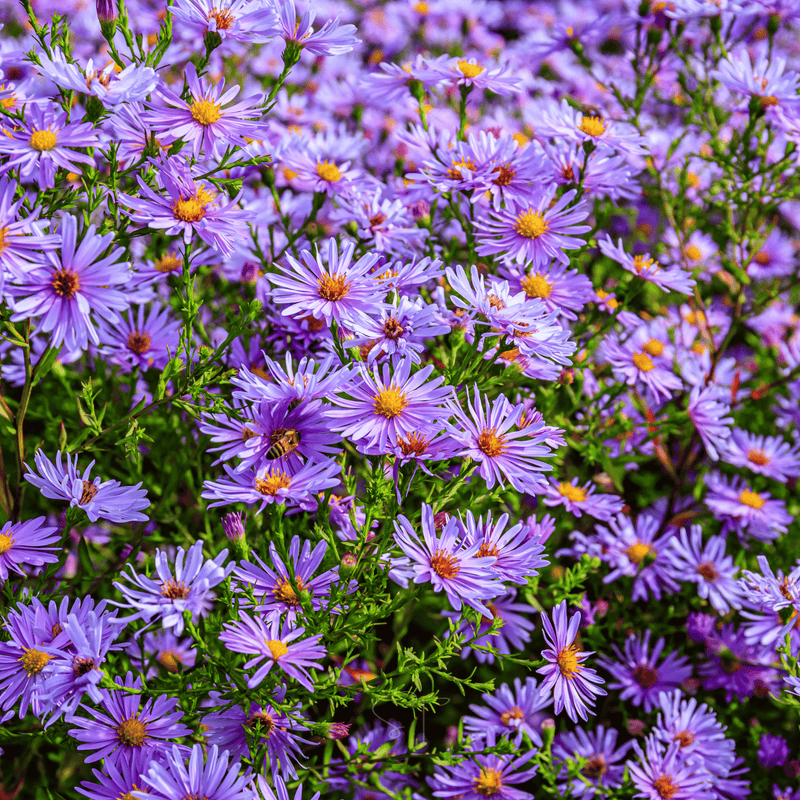 Load image into Gallery viewer, New England Aster – 200 Seeds
