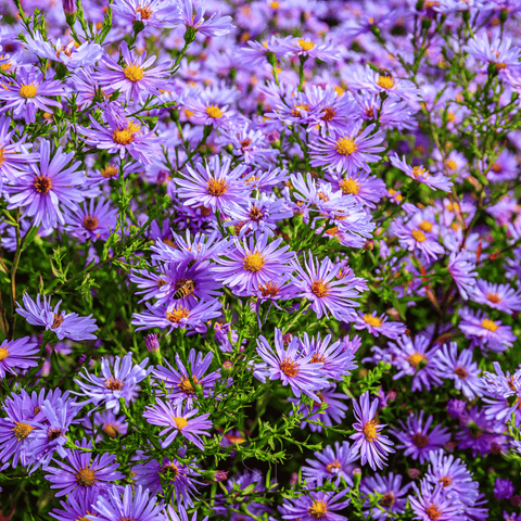 New England Aster 200 Seeds