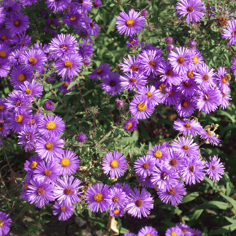 Load image into Gallery viewer, New England Aster – 200 Seeds

