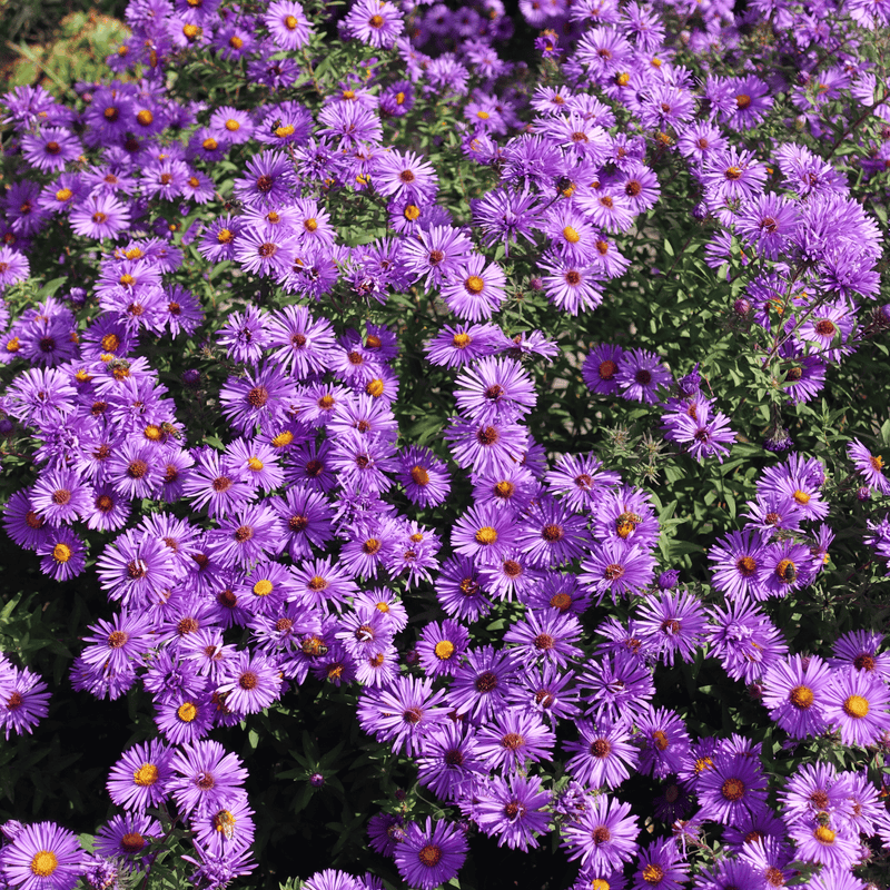 Load image into Gallery viewer, New England Aster – 200 Seeds
