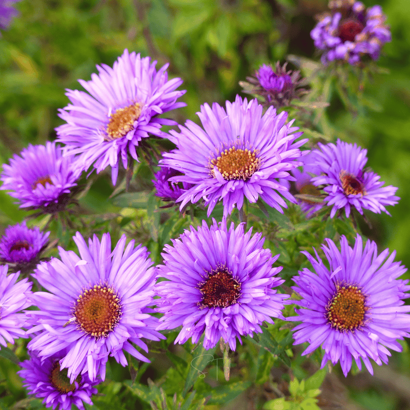 Load image into Gallery viewer, New England Aster – 200 Seeds
