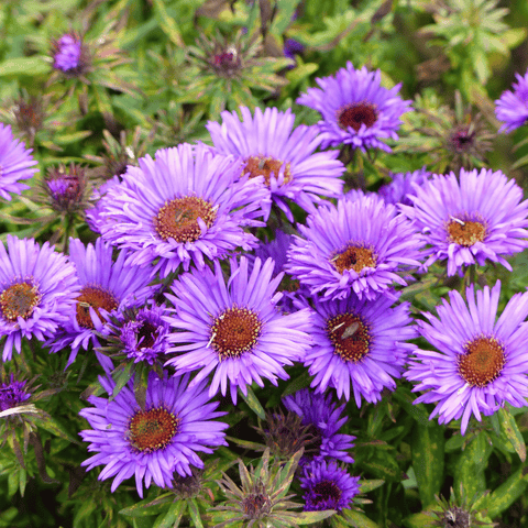 New England Aster – 200 Seeds, additional product view 2