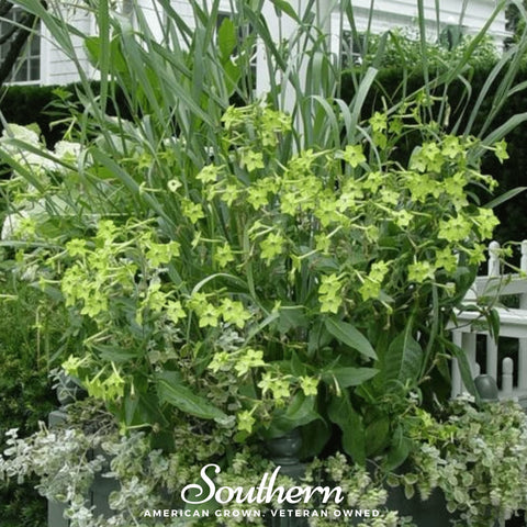Lime Green Nicotiana – 100 Seeds, additional product view 2