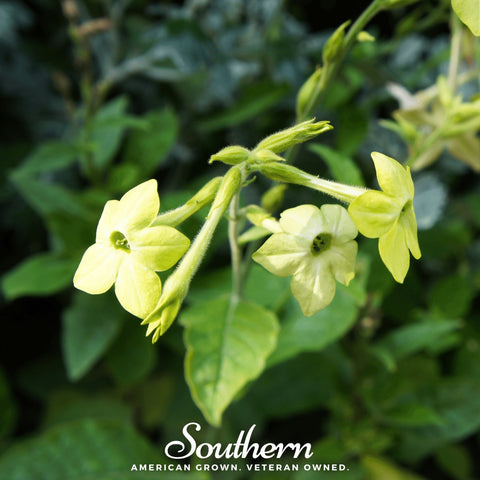 Lime Green Nicotiana 100 Seeds