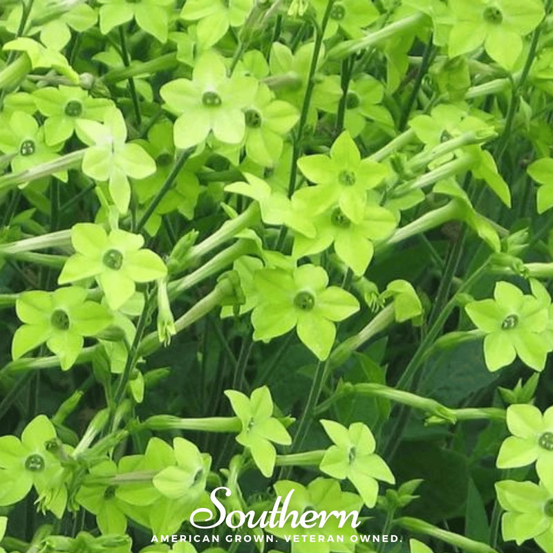 Load image into Gallery viewer, Lime Green Nicotiana – 100 Seeds
